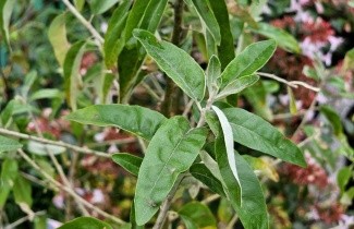 Afbeelding Olijfwilg - vakbeplanting - Elaeagnus angustifolia