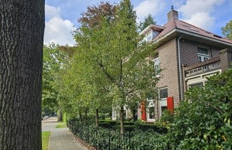 Afbeelding Sierappel 'Evereste' - Malus 'Evereste'