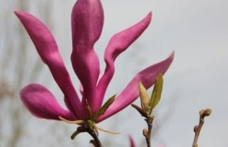 Afbeelding Magnolia 'Betty' - Magnolia 'Betty', hoogstam