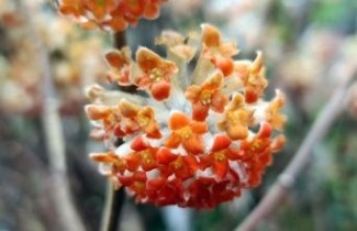Afbeelding Papierstruik 'Red Dragon' - Edgeworthia chrysantha 'Red Dragon'