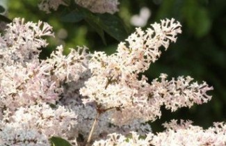 Afbeelding Sering 'Miss Kim' - Syringa patula 'Miss Kim'