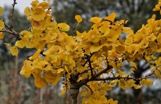 Afbeelding Japanse Notenboom 'Mariken' - Ginkgo biloba 'Mariken'