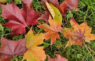 Afbeelding Amerikaanse Esdoorn 'Pacific Sunset' - Acer 'Pacific Sunset'