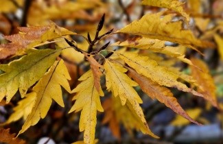 Afbeelding Varenbeuk 'Asplenifolia' - Fagus sylvatica 'Asplenifolia'