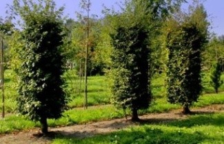 Afbeelding Beuk - Fagus sylvatica