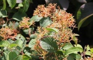 Afbeelding Japanse Sneeuwbal 'Newport' - Viburnum plicatum 'Newport'
