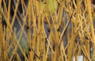 Afbeelding Canadese kornoelje - vakbeplanting - Cornus stolonifera 'Flaverimea'