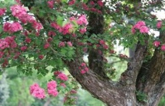 Afbeelding Engelse meidoorn - Crataegus laevigata 'Crimson Cloud'