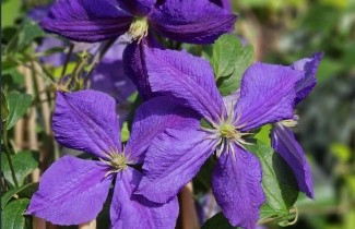 Afbeelding Bosrank 'Jackmanii' - Clematis 'Jackmanii'