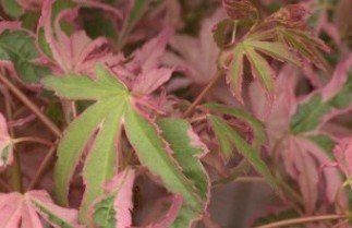 Afbeelding Japanse Esdoorn 'Taylor' - Acer palmatum 'Taylor'