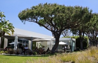 Afbeelding Parasolden - Pinus pinea