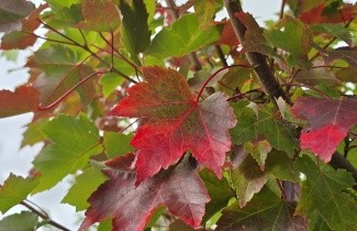 Afbeelding Amerikaanse esdoorn - Acer rubrum 'Summer Red'