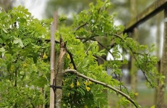 Afbeelding Erwtenstruik - Caragana arborescens 'Pendula'