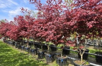 Afbeelding Japanse Esdoorn 'Atropurpureum' - Acer palmatum 'Atropurpureum'