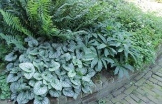 Afbeelding Borderpakket Schaduw F - Pakket SF 24 planten