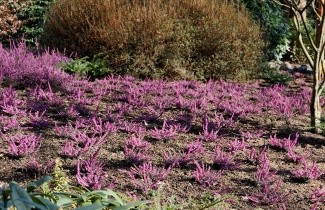 Afbeelding Rode winterheide - Erica darleyensis 'Kramer's Rote'