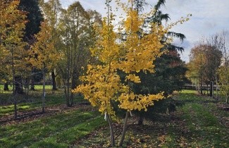 Afbeelding Japanse Notenboom - Ginkgo biloba