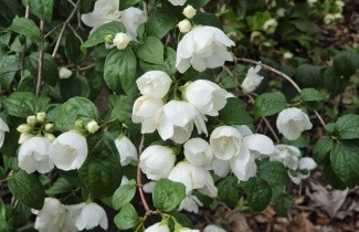 Afbeelding Boerenjasmijn 'Virginal' - Philadelphus 'Virginal'