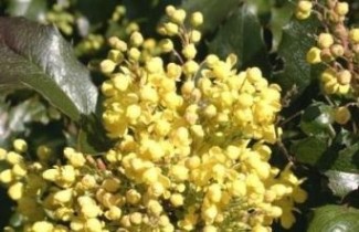 Afbeelding Mahonia - vakbeplanting - Mahonia aquifolium