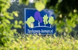 Afbeelding Rode Kamperfoelie - vakbeplanting - Lonicera xylosteum