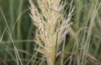 Afbeelding Pampasgras 'Mini Silver Pampas' - Cortaderia selloana 'Mini Silver Pampas '