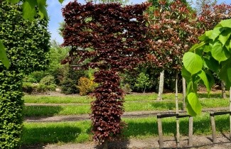 Afbeelding Leibeuk, rood - Fagus sylvatica 'Atropunicea'