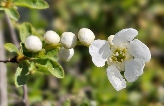 Afbeelding Parelstruik - Exochorda macrantha 'The Bride'