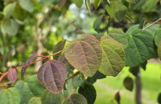 Afbeelding Katsuraboom - Cercidiphyllum japonicum