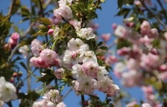 Afbeelding Japanse sierkers 'Hokusai' - Prunus serrulata 'Hokusai'