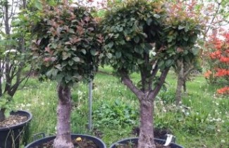 Afbeelding Sierappel, tuinbonsai - Malus 'Neville Copeman'