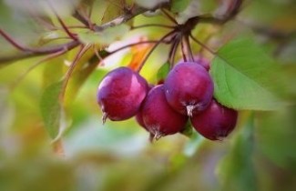 Afbeelding Sierappel 'Neville Copeman' - Malus 'Neville Copeman'