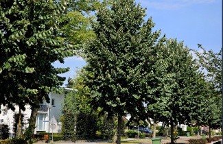 Afbeelding Zilverlinde 'Brabant' - Tilia tomentosa 'Brabant'