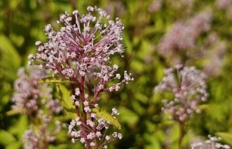 Afbeelding Amerikaanse sering  'Marie Simon' - Ceanothus x pallidus 'Marie Simon'