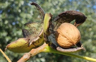 Afbeelding Walnoot - Juglans regia