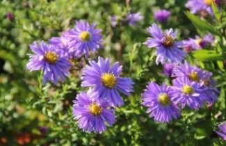 Afbeelding Herfstaster blauw - Aster dumo. 'Prof. A. Kippenberg'