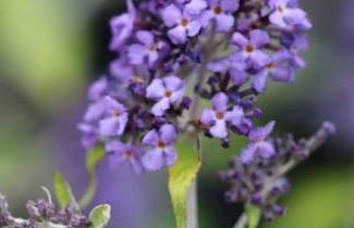Afbeelding Dwerg Vlinderstruik 'Free Petite Blue Heaven' - Buddleja davidii 'Free Petite Blue Heaven'