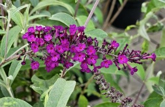 Afbeelding Vlinderstruik 'Royal Red' - Buddleja davidii 'Royal Red'