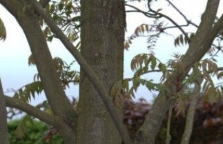Afbeelding Uiensoepboom - Toona sinensis