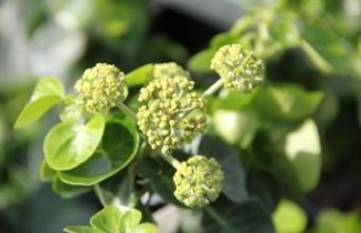 Afbeelding Dwergstruik klimop - Hedera helix 'Arbori Compact'