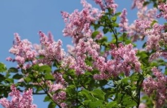 Afbeelding Hongaarse sering - Syringa 'Josikaea'