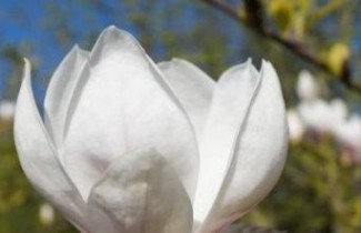 Afbeelding Magnolia 'Alexandrina' - Magnolia soulangeana 'Alexandrina'