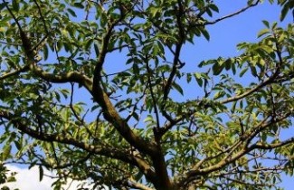Afbeelding Walnoot - Juglans regia