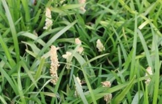 Afbeelding Leliegras 'Monroe White' - Liriope muscari 'Monroe White'