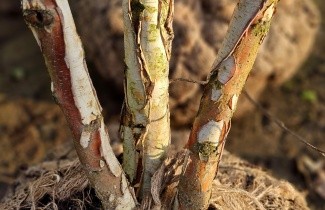 Afbeelding Zachte Berk - Betula pubescens