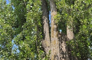 Afbeelding Italiaanse populier - Populus nigra 'Italica'