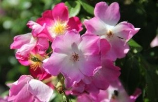 Afbeelding Roos 'Rosenreigen' - Rosa 'Rosenreigen'