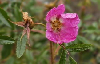 Afbeelding Egelantier - Rosa rubiginosa