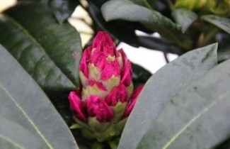 Afbeelding Rododendron 'Blurettia' - Rhododendron yakushimanum 'Blurettia'