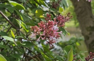 Afbeelding Sering 'Superba' - Syringa microphylla 'Superba'