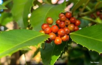 Afbeelding Kastanjebladige hulst - Ilex koehneana 'Chestnut Leaf'